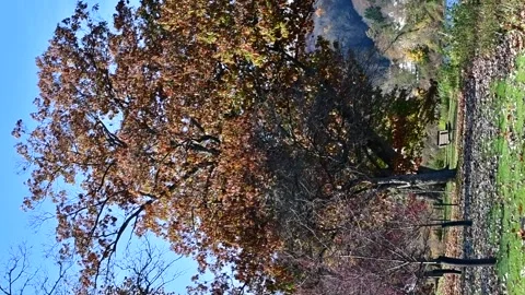 Fall tree waren park vertical Stock Footage 255293500