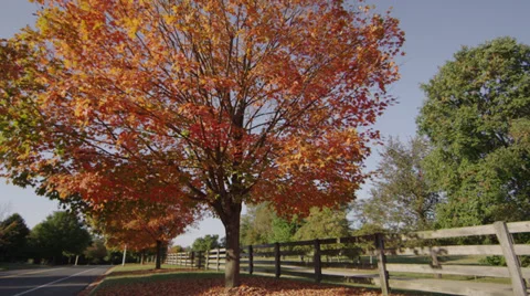 Fall Tree Wide Shot 1 Stock Footage 30871820