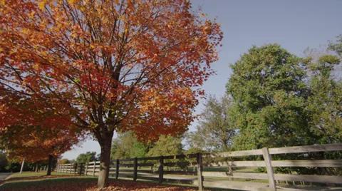 Fall Tree Wide Shot 2 Stock Footage 30871971