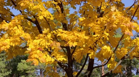 Fall tree with yellow leaves Stock Footage 42928146