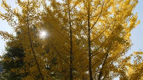 Fall tree yellow leaves with sun shining through in South Korea slow motion Stockbeeldmateriaal 104454595