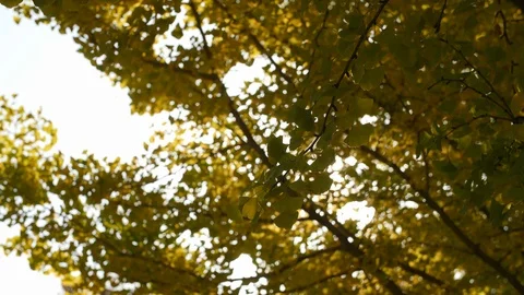 Fall tree yellow leaves with sun shining through slow motion closeup Stock Footage 104454661