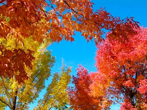 Fall trees 1 Stock Photos