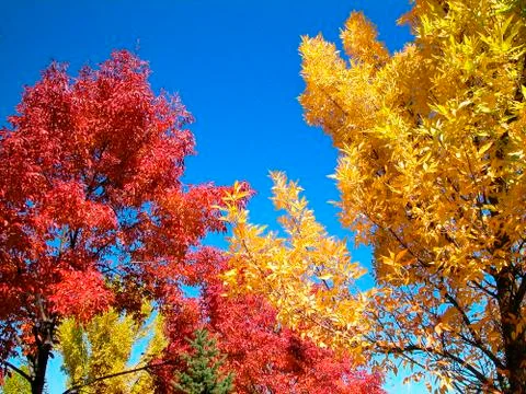 Fall trees 2 Stock Photos