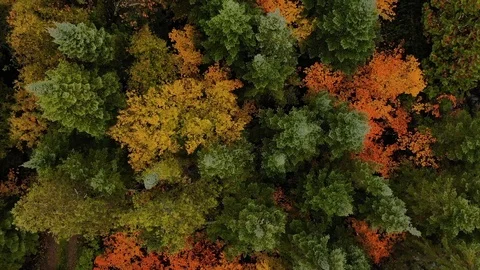 Fall Trees 4K 60fps [Aerial Bird's Eye View] Stock Footage
