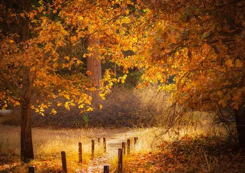 Fall trees above a sunlit path in Yosemite Stock Photos