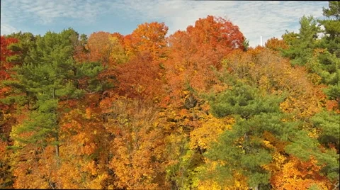 Fall Trees Aerial 01 Stock Footage 43057300