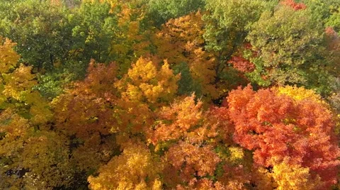 Fall Trees Aerial 02 Stock Footage 43057284