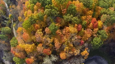 Fall Trees Aerial 05 Stock Footage 43057382