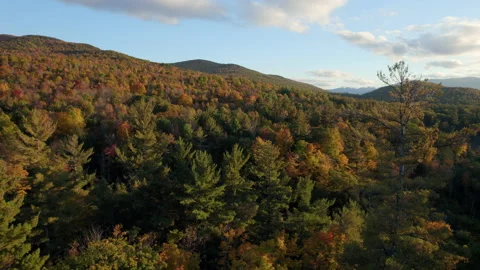Fall Trees Aerial in New York Stock Footage 168325341