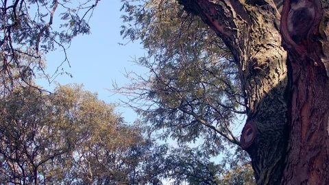 Fall trees and basketball court 1080p Stock Footage
