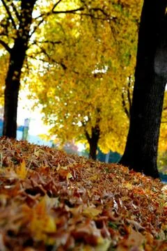 Fall trees and leaves Stock-Fotos