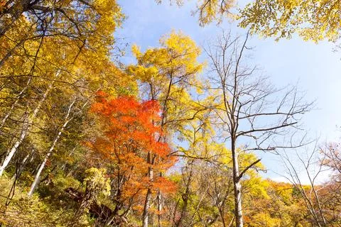 Fall trees and leaves 写真素材