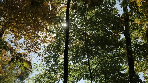 Fall Trees and Sunlight 스톡 동영상 151714388
