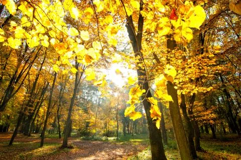 Fall trees and sunshine 스톡 사진