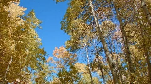 Fall trees Aspens Steens Mountain Near Malhuer Wildlife Refuge 2 Stock Footage 81670856