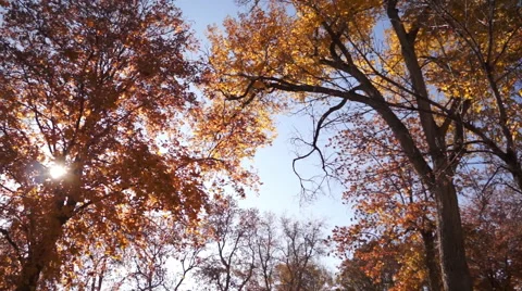 Fall Trees Background Stock Footage 50299785