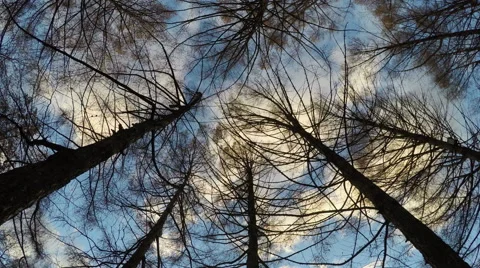 Fall trees with blue sky and clouds 스톡 동영상 56587486