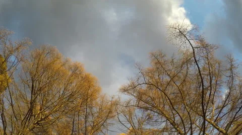 Fall trees with blue sky and clouds 库存影片 56610459