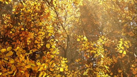 Fall Trees in the Breeze Stock-Footage 201347129