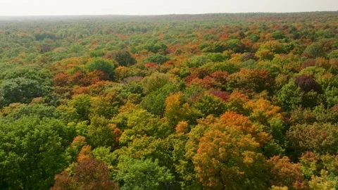 Fall trees close up 2 Stock Footage 256918015