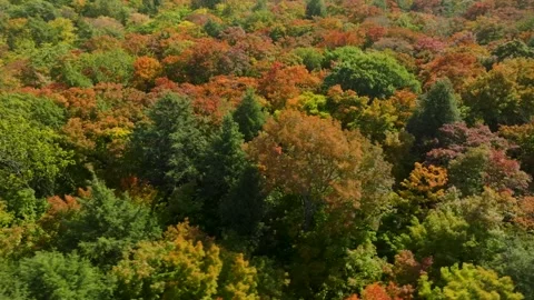 Fall trees close up fast Stock Footage 256917950