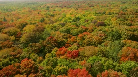 Fall trees close up 库存影片 256938366