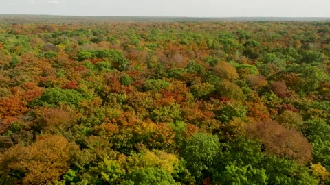 Fall trees close straight ahead Stock Footage 256918101