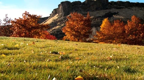 Fall trees crane Stock Footage 1039437