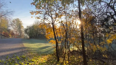 Fall trees dropping leaves at sunrise in a subdivision Stock Footage 264155354