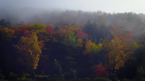Fall Trees in Fog Stock Footage 169663124