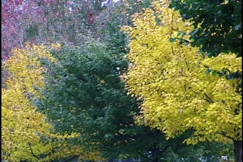 Fall Trees Stock-Footage 297487