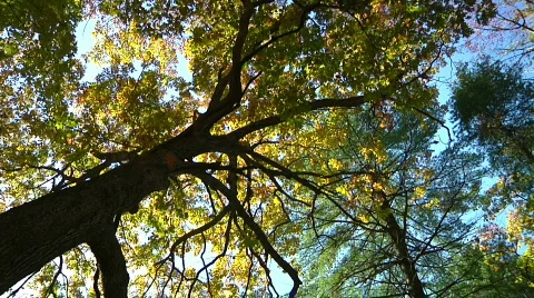 Fall Trees Stock Footage 540234