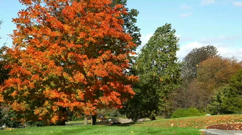 Fall trees Video stock 630359