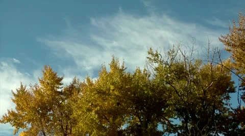 Fall Trees Stock Footage 10887876