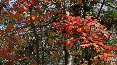 Fall Trees Stock-Footage 32928305