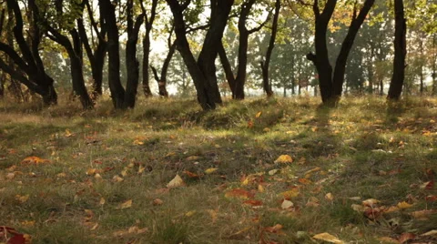 Fall trees Stock Footage 44549876