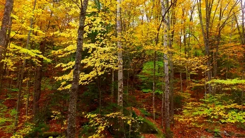 Fall trees Stock Footage 102790779