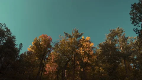 Fall trees Stock Footage 144356996