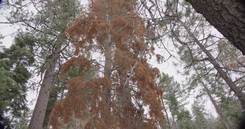 Fall Trees Stock Footage 203908611