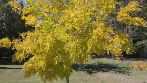 Fall Trees Video stock 236488582