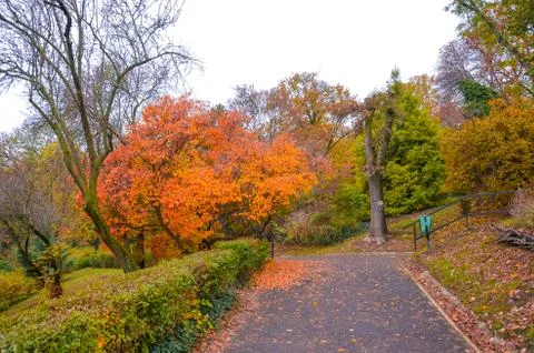Fall trees in the foreground along the path in the city park on the Gellert Hill Stock Photos