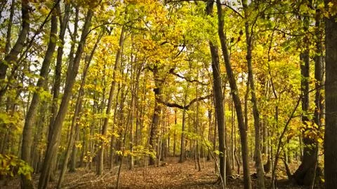 Fall Trees In The Forest Foto stock