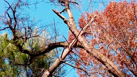 Fall trees gimbal Stock Footage 142841862