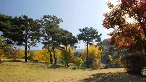 Fall trees in a grassy meadow with sun shining through in South Korea 스톡 동영상 104454472