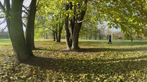 Fall trees with green grass and sunshine Video stock 56588723