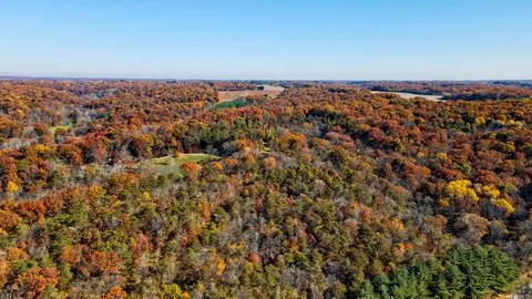 Fall Trees to Horizon Stockfoto's