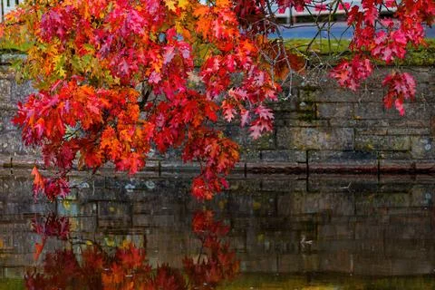 Fall trees landscape in vibrant colors Stock Photos