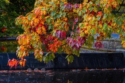 Fall trees landscape in vibrant colors Stock Photos