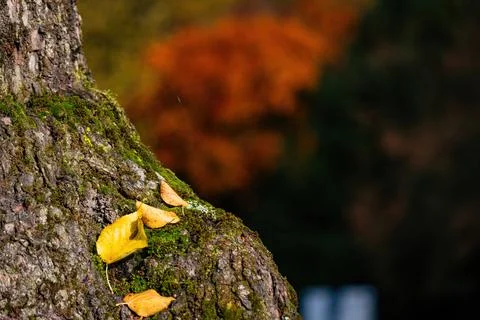 Fall trees landscape in vibrant colors Stock-Fotos